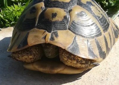 Schildpad in de tuin